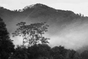 brume jungle vietnam